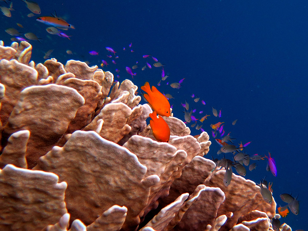 透明度の高い海で珊瑚に集まる小魚達