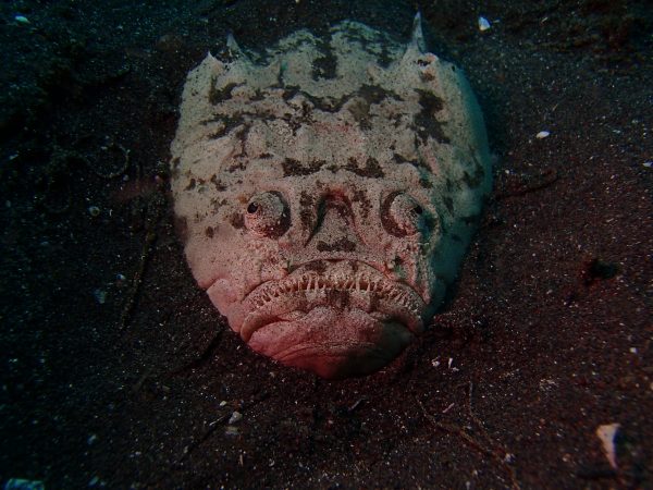 メガネウオ