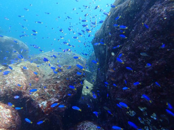 小魚の群れ