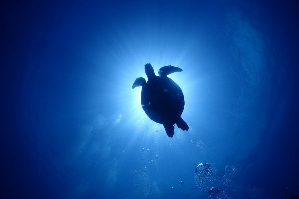 優雅に泳いでいるウミガメを下から見上げている写真