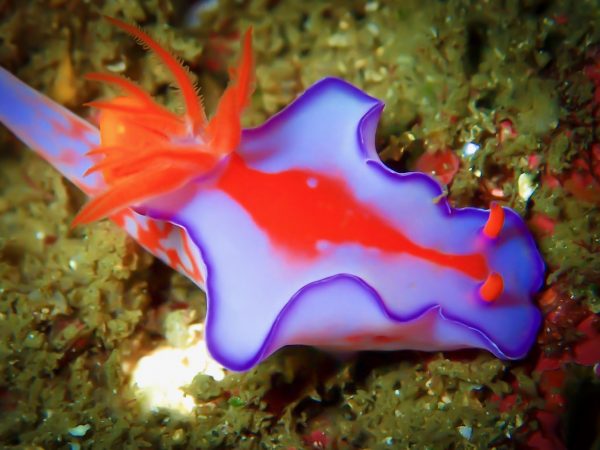 青と赤色のウミウシの写真