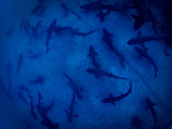 サメが群れている写真