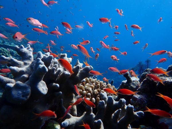 サンゴ礁に群れるオレンジの色鮮やかな色をした小魚の写真