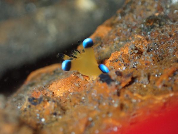 ウデフリツノザヤウミウシのマクロ写真