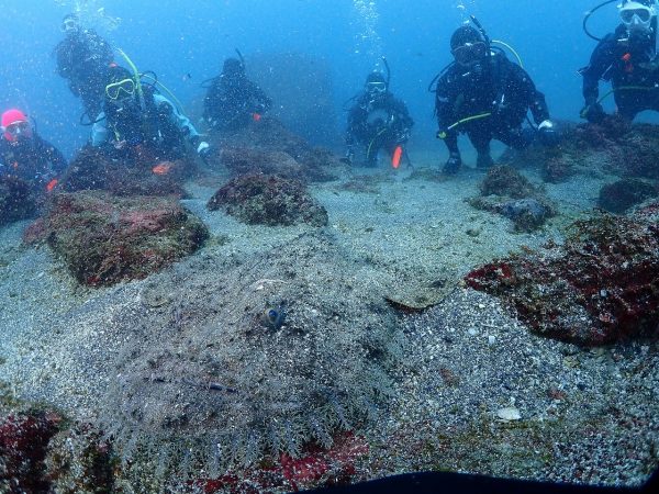 深海魚とダイバーの写真
