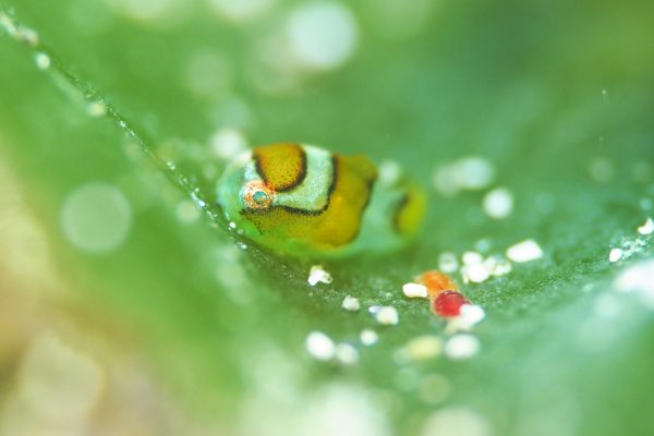 ダンゴウオ