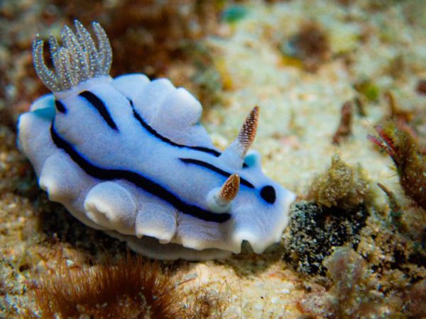 ウミウシの写真