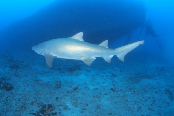 沈没船とサメ