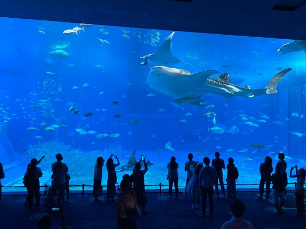 美ら海水族館