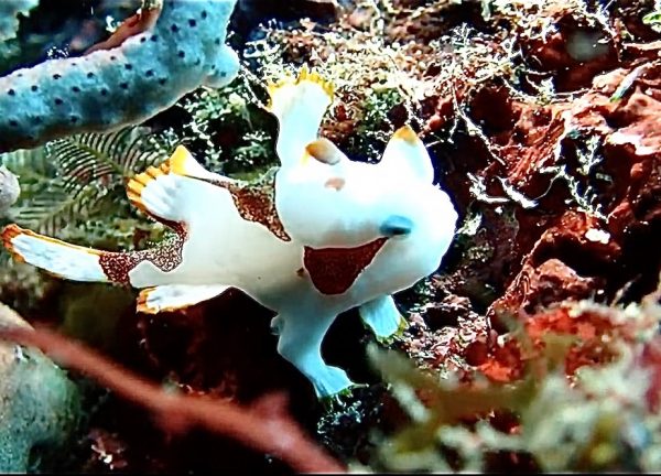 海の生物