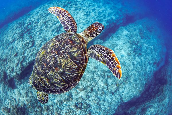 ダイビングの遊び方は？生き物～地形まで様々な景色を見ることができる海の世界について！