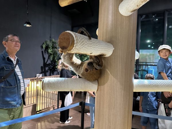 ナマケモノ