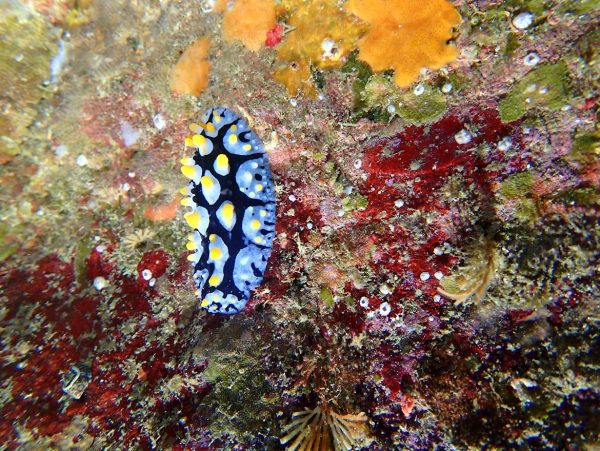 フリエイイボウミウシ