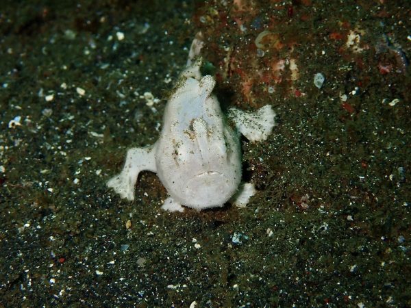 白のカエルアンコウ