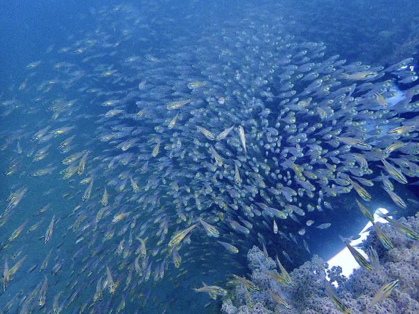 魚群