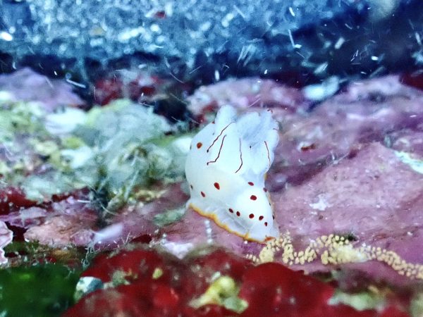 ウミウシ