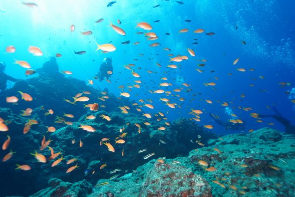 カラフルな魚の乱舞