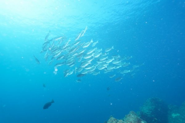 集まって泳ぐ回遊魚