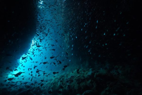 洞窟の中にいる魚