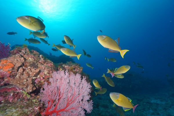 魚の群れ