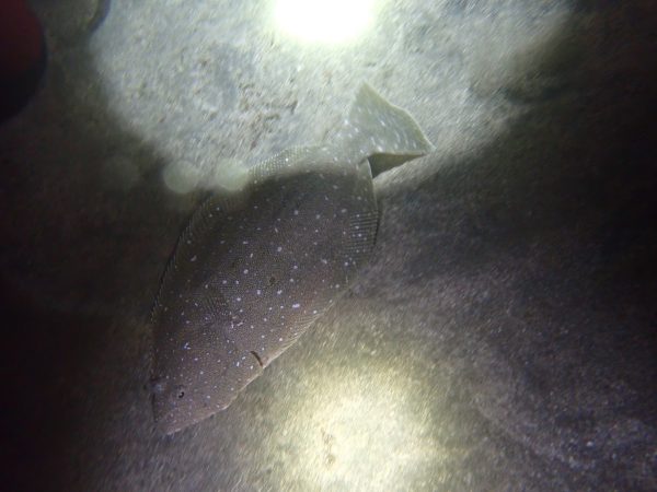 砂地の生き物