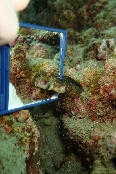 魚の威嚇