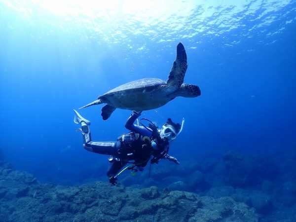 ウミガメとダイバー