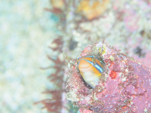 筒の中から顔を出す魚