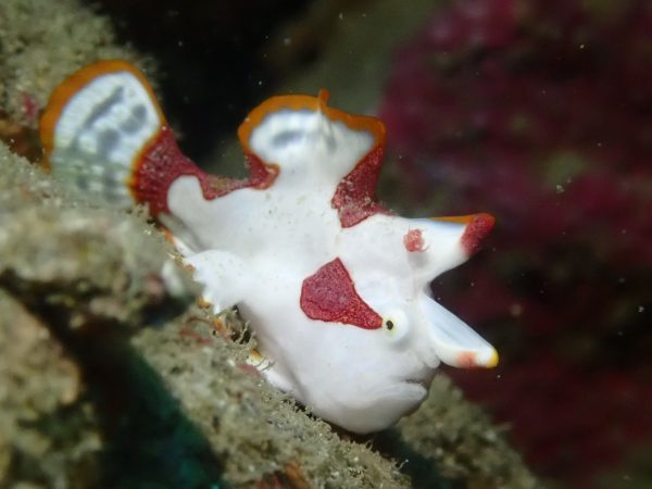 カエルアンコウ