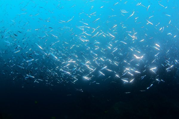 魚の乱舞
