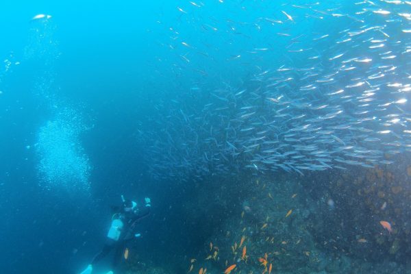 魚の群れとの遭遇