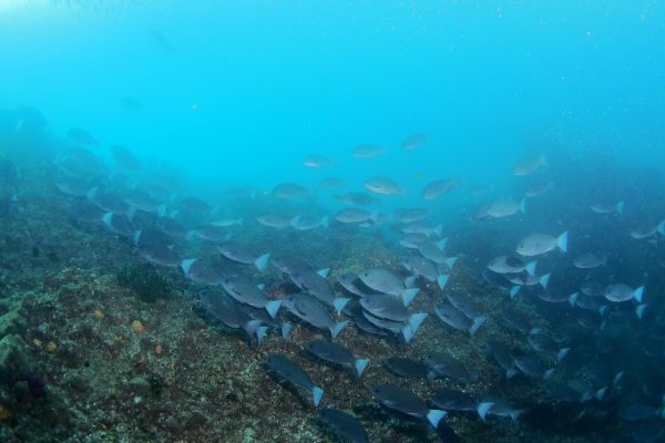 魚も群れ