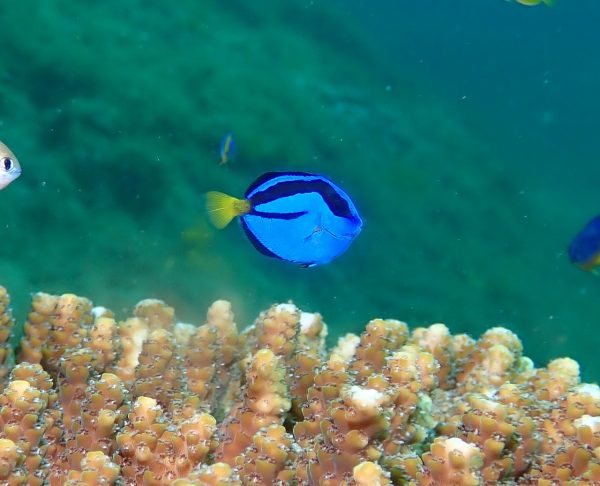 熱帯魚