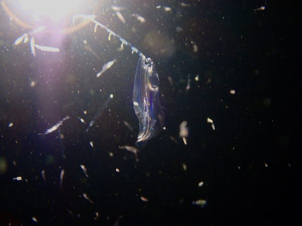 透明な魚