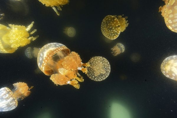 無数のタコクラゲ